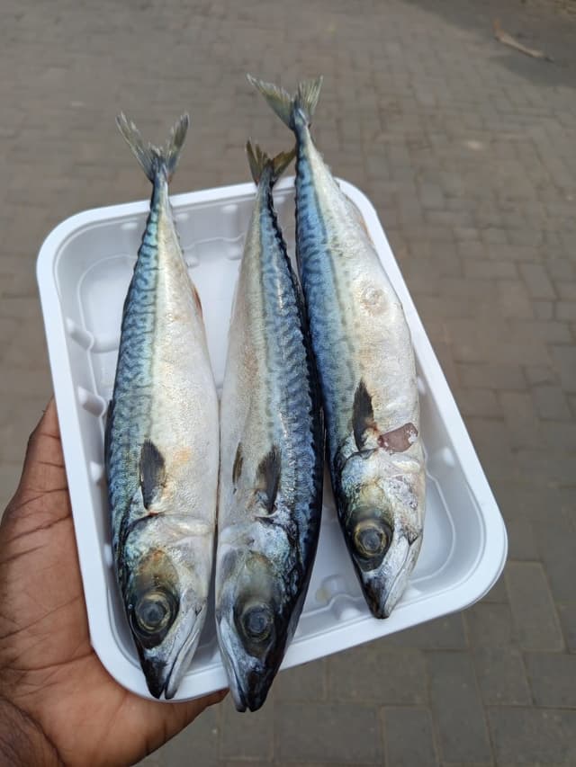 Whole fish Atlantic mackerel @950 per kg