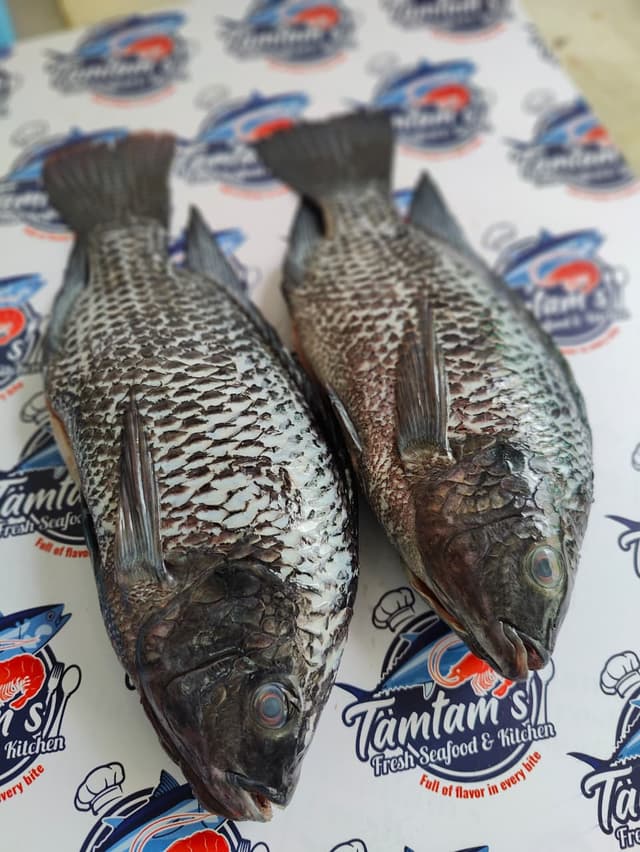 Raw Tilapia