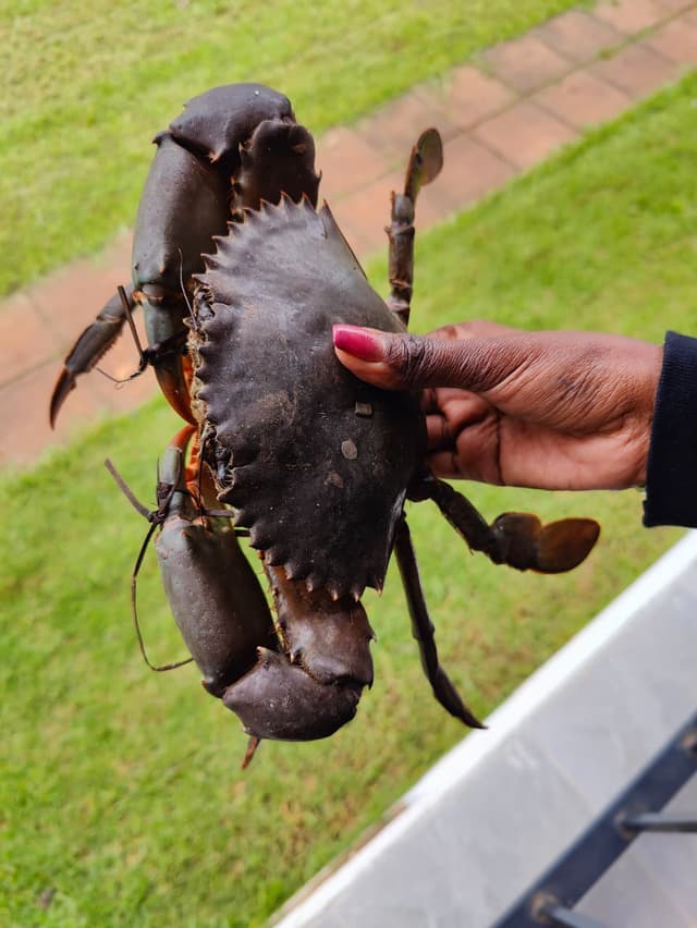Live Mud Crabs 